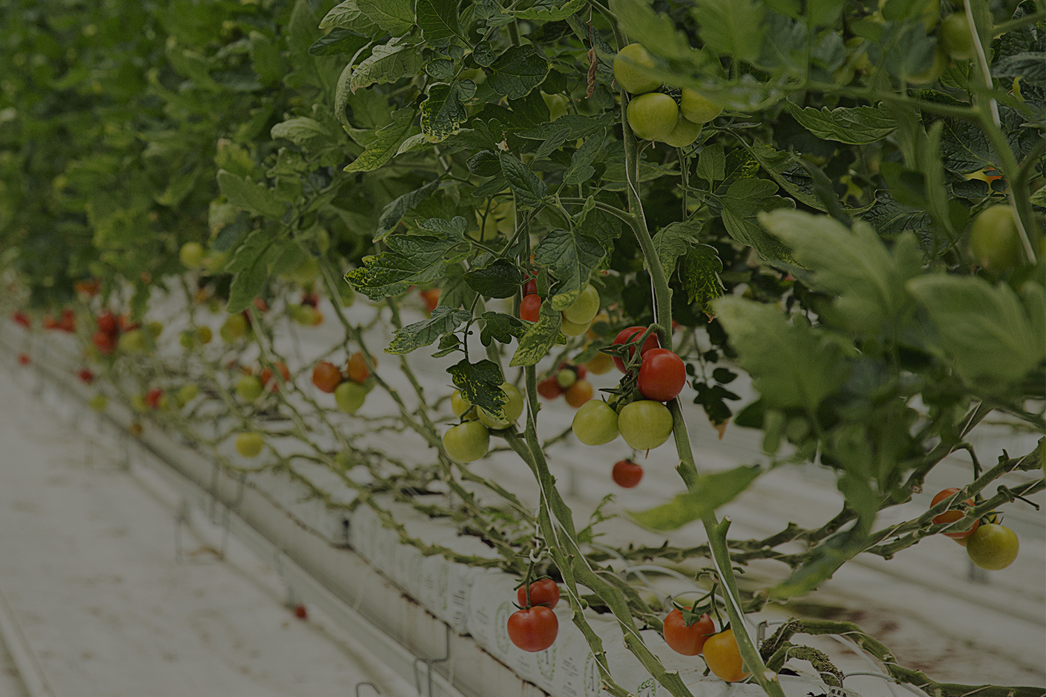 Agro Innovation & Vertical Farming